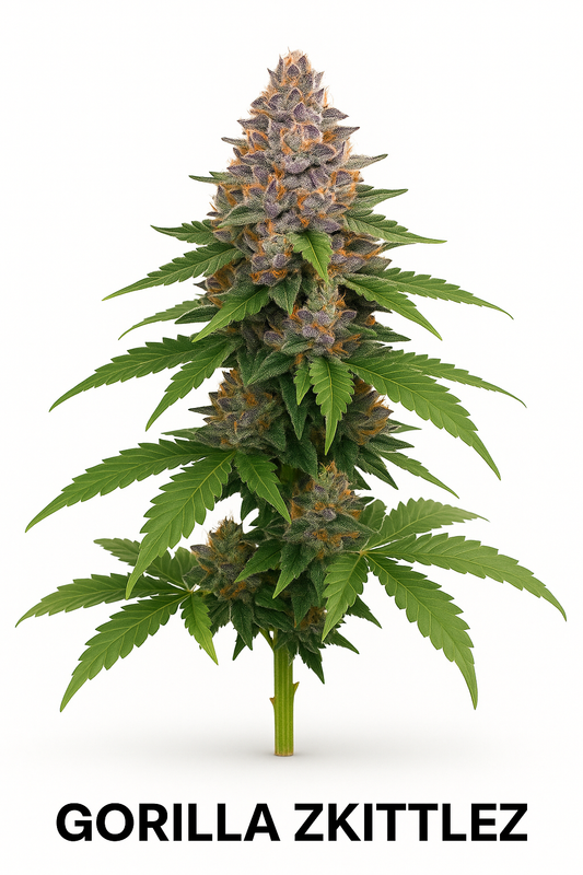 Gorilla Zkittlez (Feminized) – RQS / Barney’s Farm (EU)