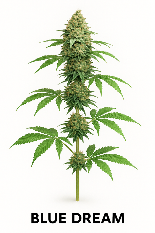 Blue Dream (Feminized) – Assorted EU Breeders
