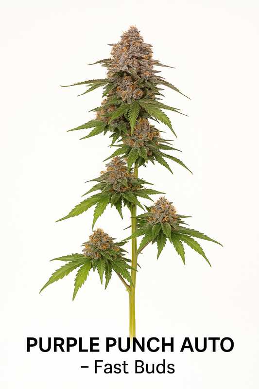 Purple Punch Auto (Feminized Autoflower) – Fast Buds
