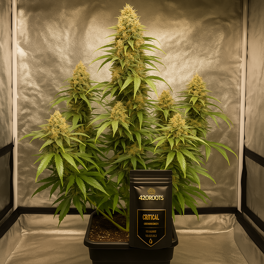 Jack Herer (Feminized) – Sensi Seeds