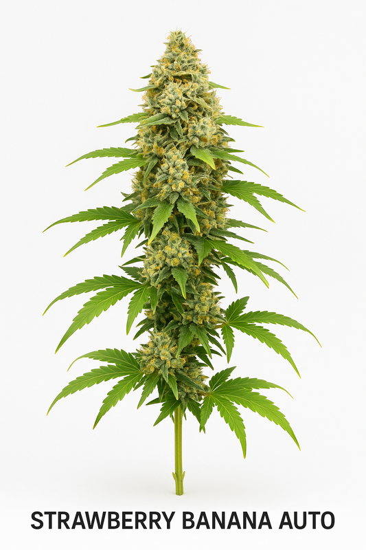 Strawberry Banana Auto (Feminized Autoflower) – Fast Buds