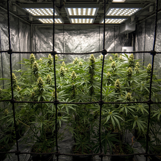 Plant Trellis Netting 1.5×1.5m