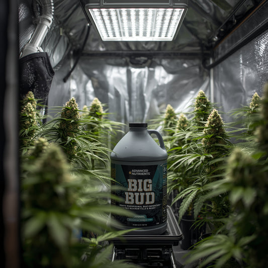 Advanced Nutrients Big Bud (1L)