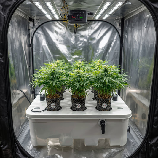 DWC Hydroponic Kit – 8 Plants