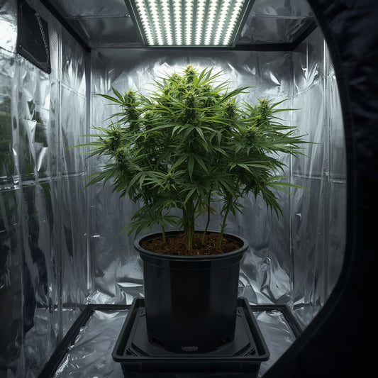 Plastic Pot 25L Black