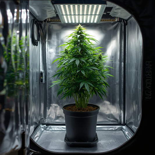 Plastic Pot 10L Black