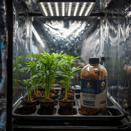 Canna Rhizotonic (500ml)