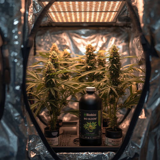 Biobizz Bio-Bloom (1L)