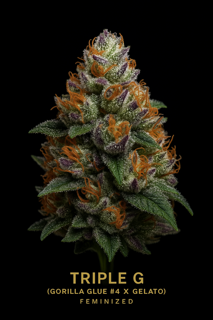 Triple G (Feminized) – Gorilla Glue #4 × Gelato (RQS)