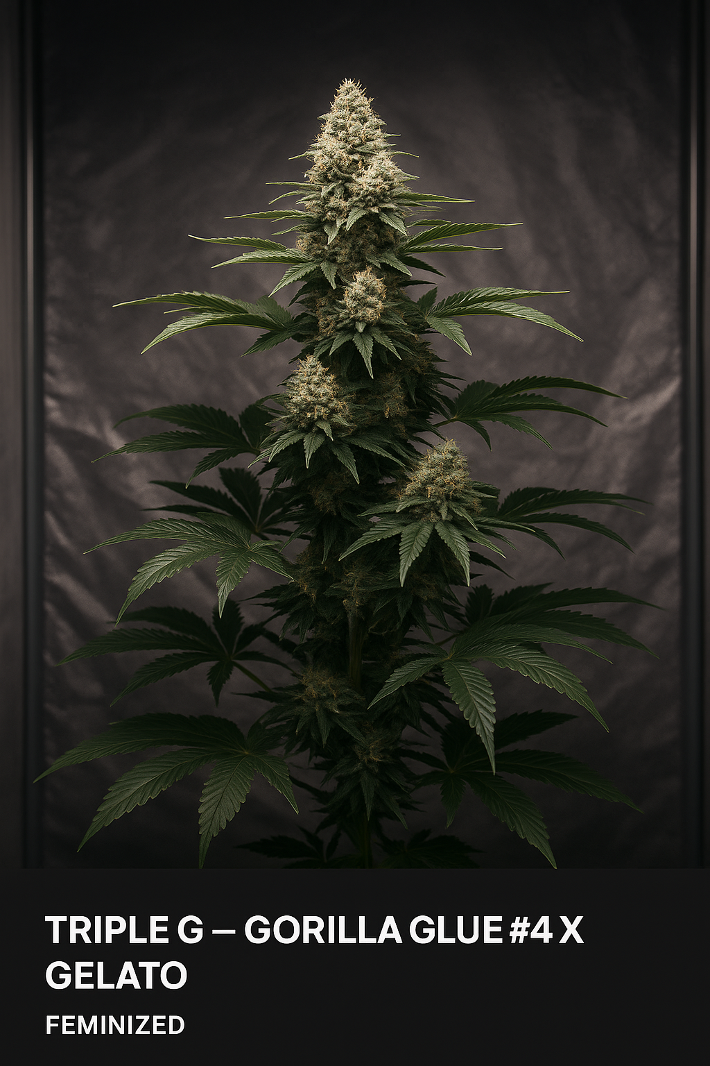 Triple G (Feminized) – Gorilla Glue #4 × Gelato (RQS)