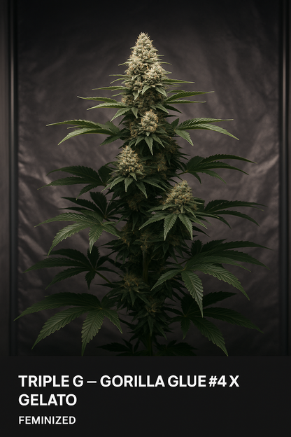 Triple G (Feminized) – Gorilla Glue #4 × Gelato (RQS)
