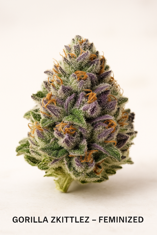 Gorilla Zkittlez – Feminized Seeds