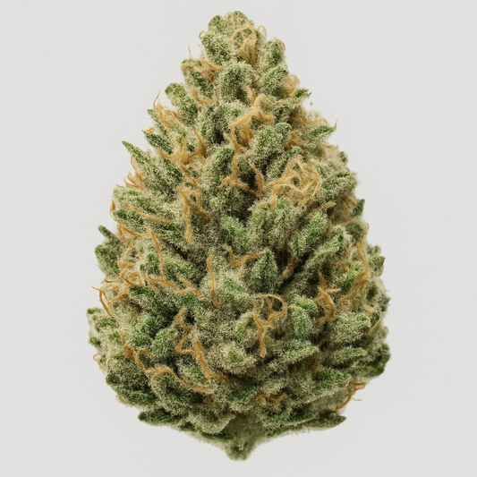 Amnesia Haze – Feminized
