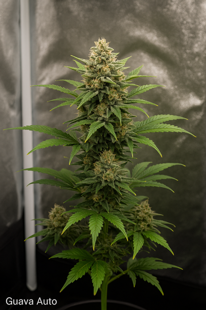 Guava Auto (Feminized Autoflower) – Fast Buds