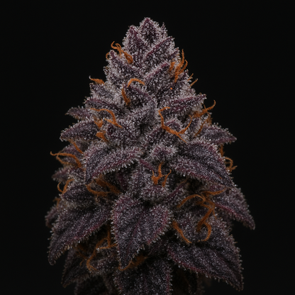 Double Grape Auto (Feminized Autoflower) – Mephisto Genetics