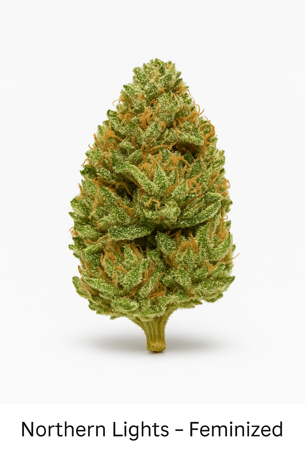 Northern Lights – Feminized