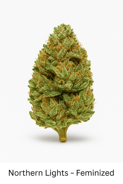 Northern Lights – Feminized