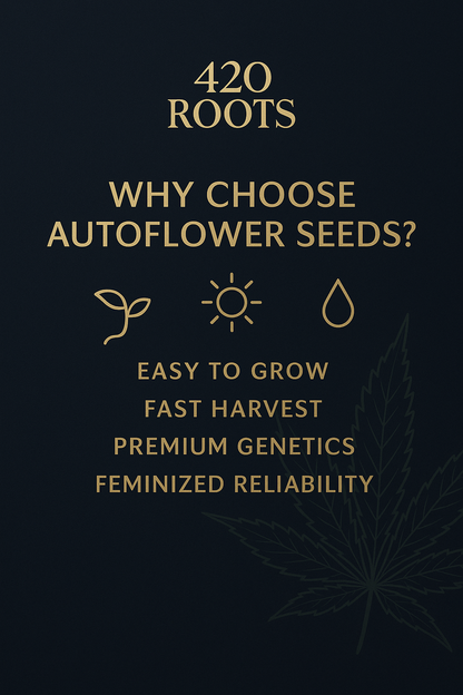 AK-47 Auto (Feminized Autoflower) – Serious Seeds