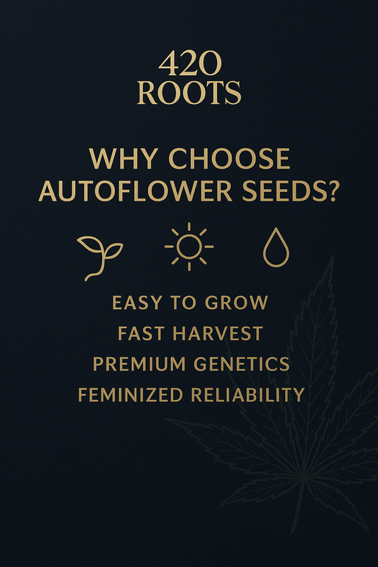 AK-47 Auto (Feminized Autoflower) – Serious Seeds