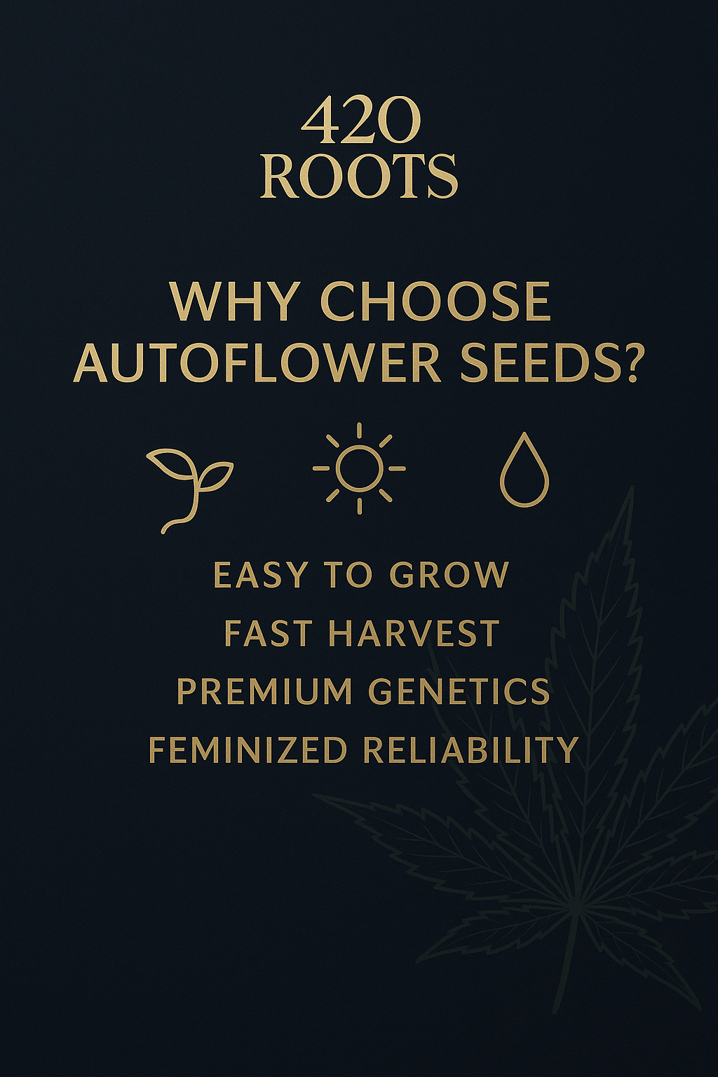 Amnesia Haze Auto (Feminized Autoflower) – RQS