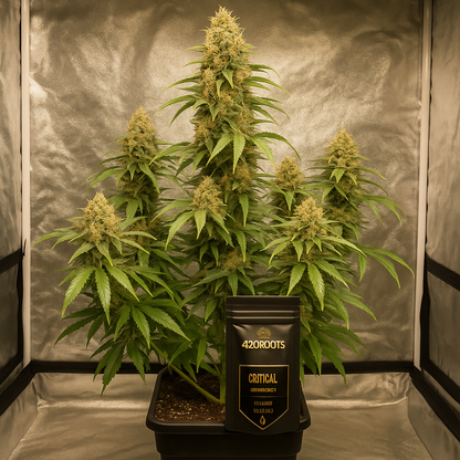 Jack Herer (Feminized) – Sensi Seeds