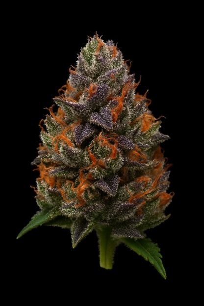 El Patron (Feminized) – RQS