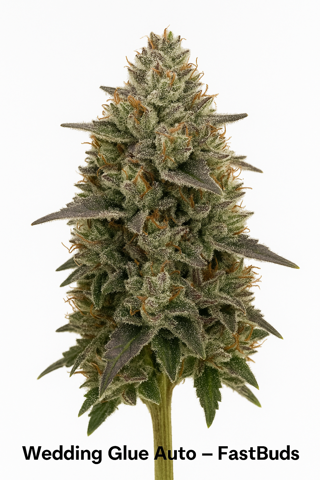 Wedding Glue Auto - Fast Buds