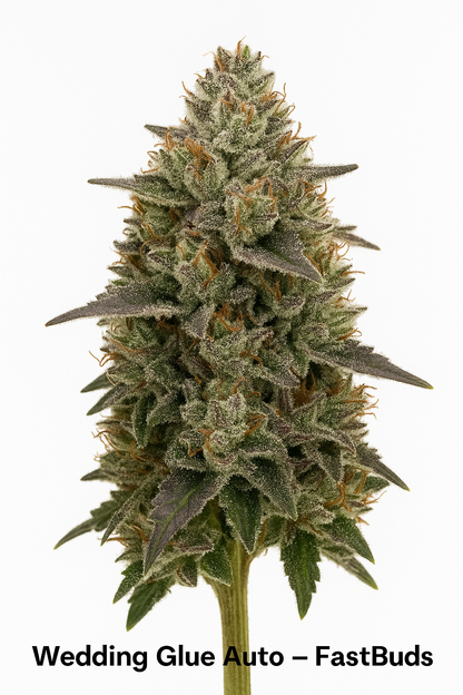 Wedding Glue Auto - Fast Buds