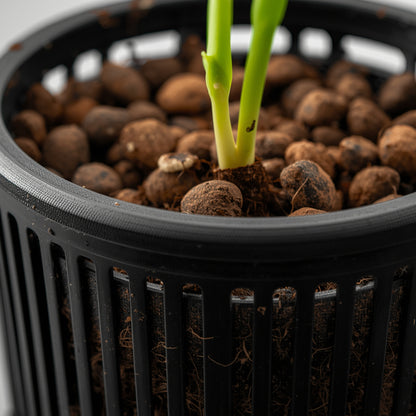 Net Pot 5-Inch (Hydroponics)