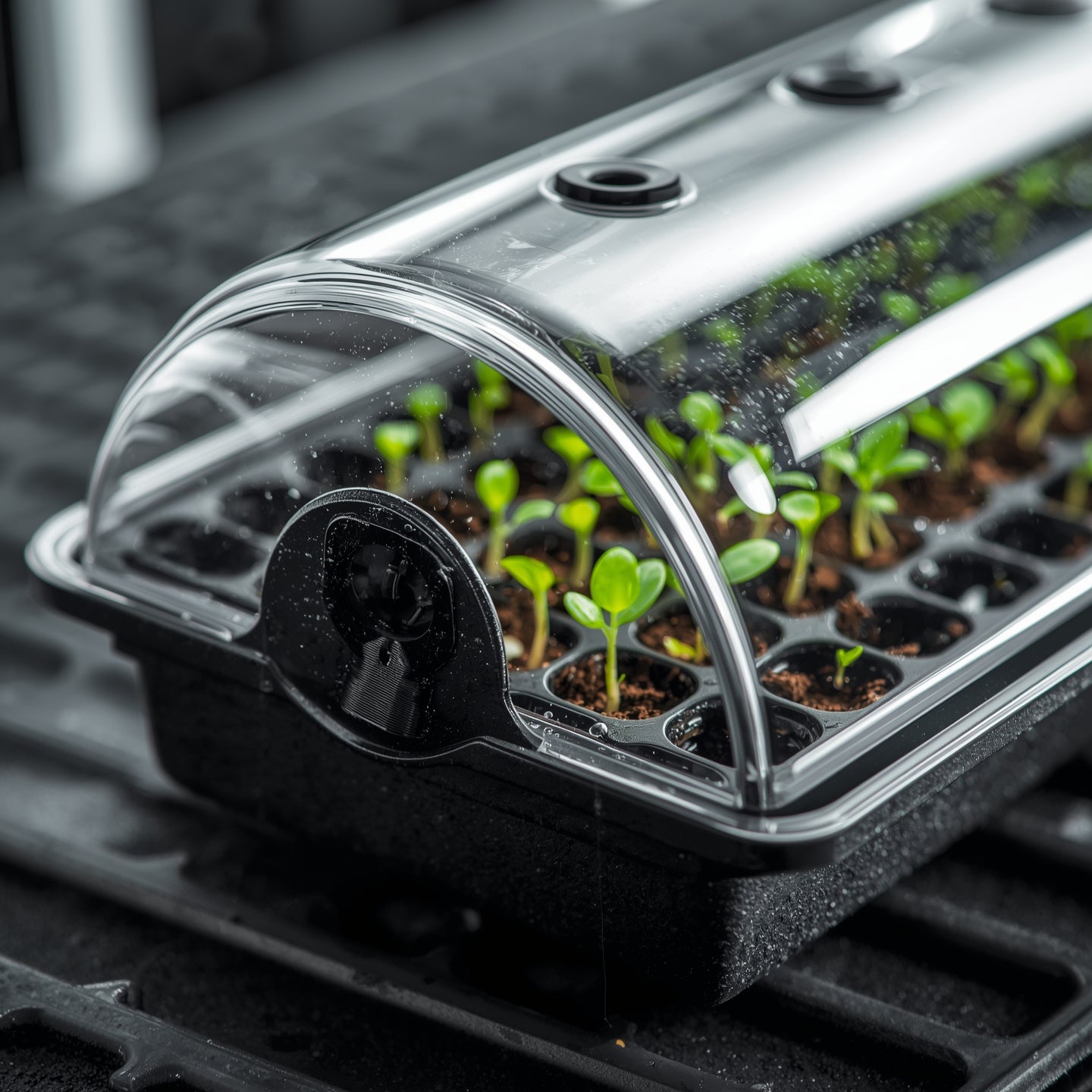 Propagation Tray with Dome (Large)