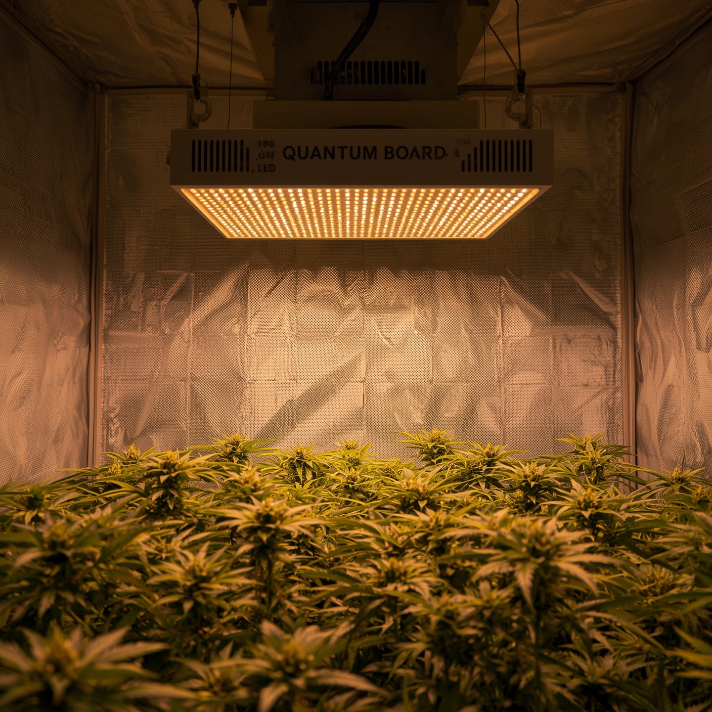 LED Grow Light 240W – Quantum Board, Full Spectrum