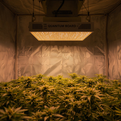 LED Grow Light 240W – Quantum Board, Full Spectrum