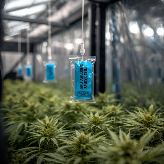 Greenhouse Sticky Traps (Blue 20 Pack)