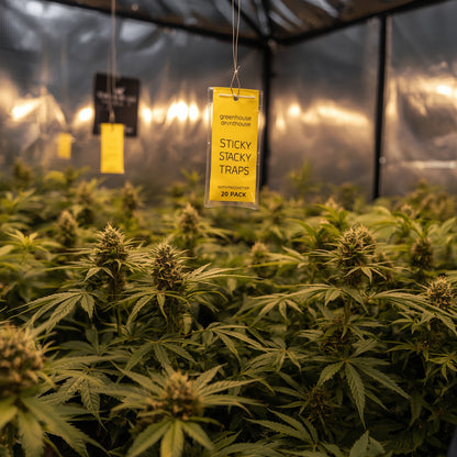 Greenhouse Sticky Traps (Yellow 20 Pack)