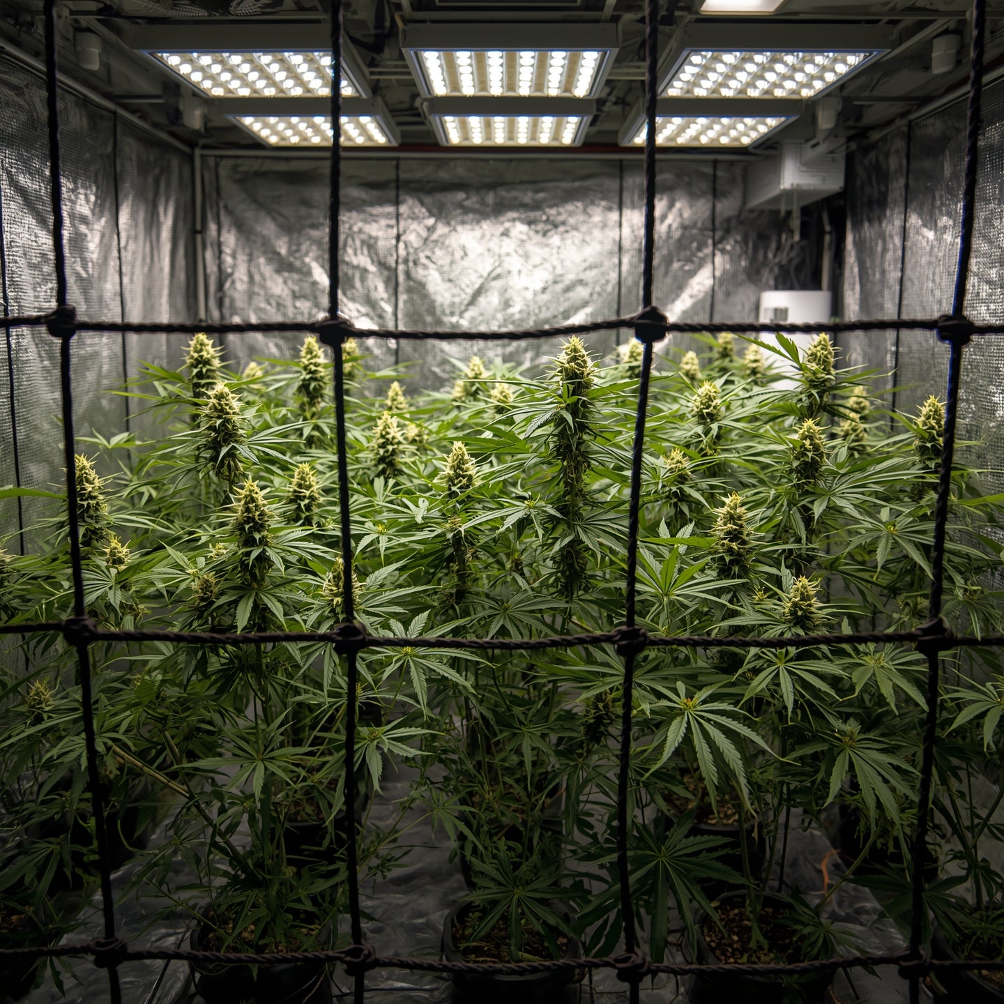 Plant Trellis Netting 1.5×1.5m