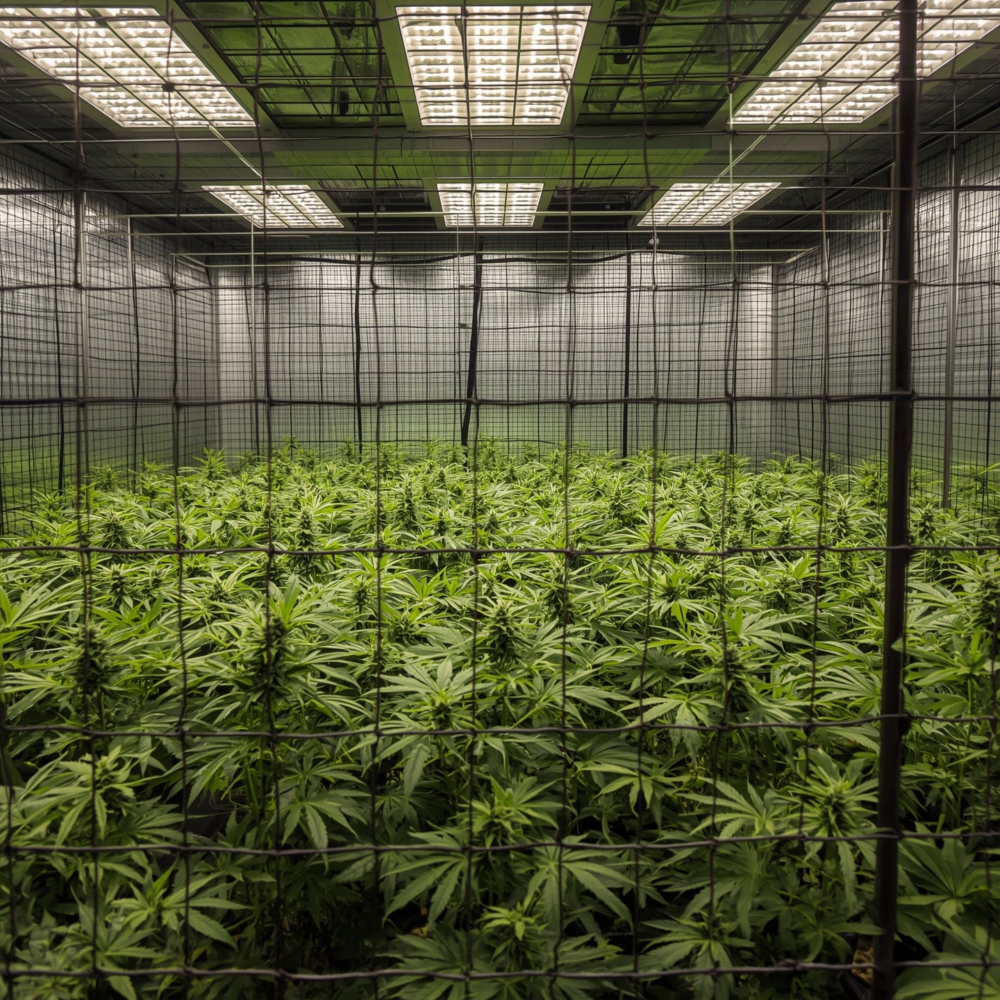 Plant Trellis Netting 3×3m