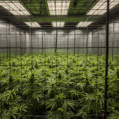 Plant Trellis Netting 3×3m