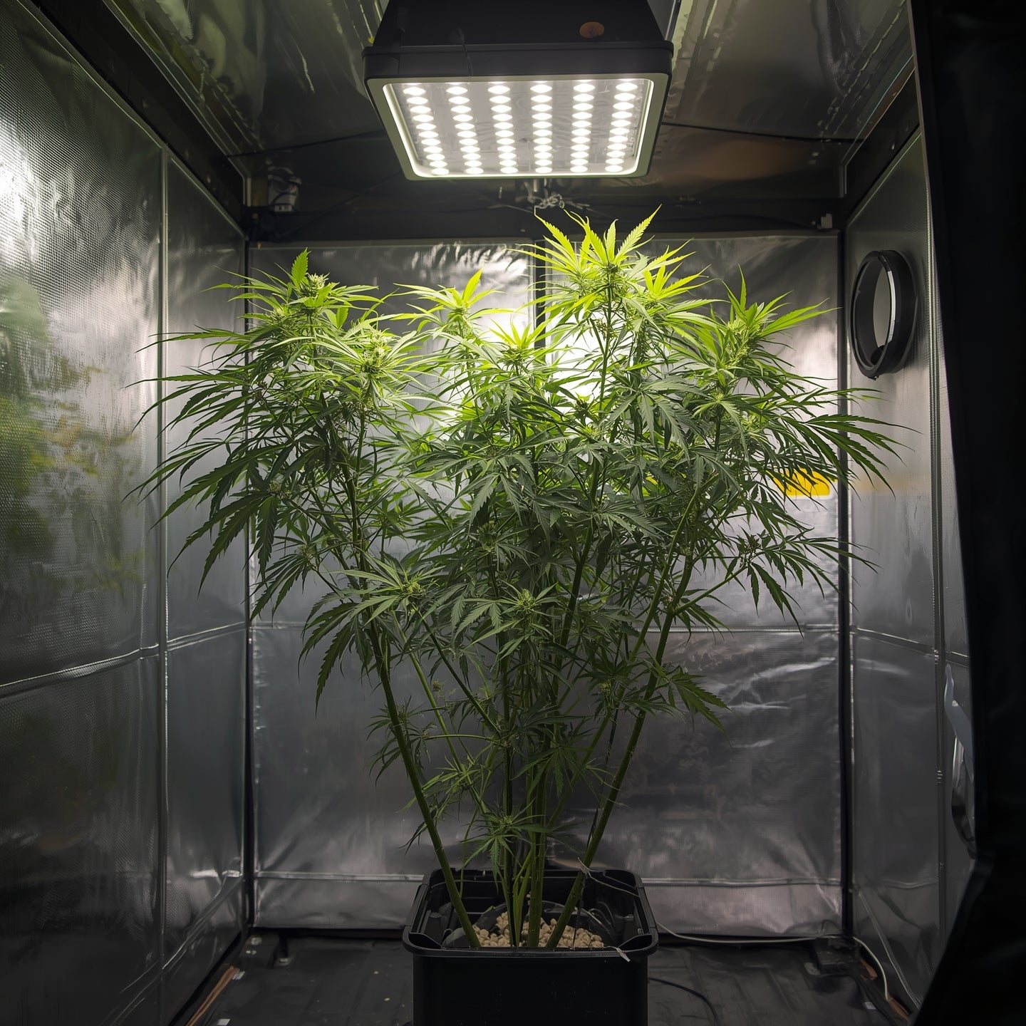 Plant Twist Ties Roll (30m)