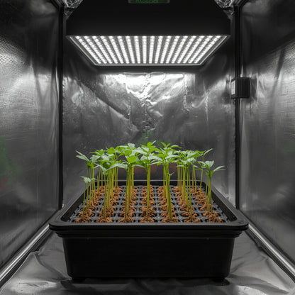 Rooting Cubes (24 Pack)