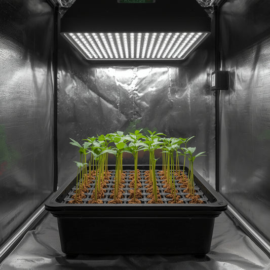 Rooting Cubes (24 Pack)