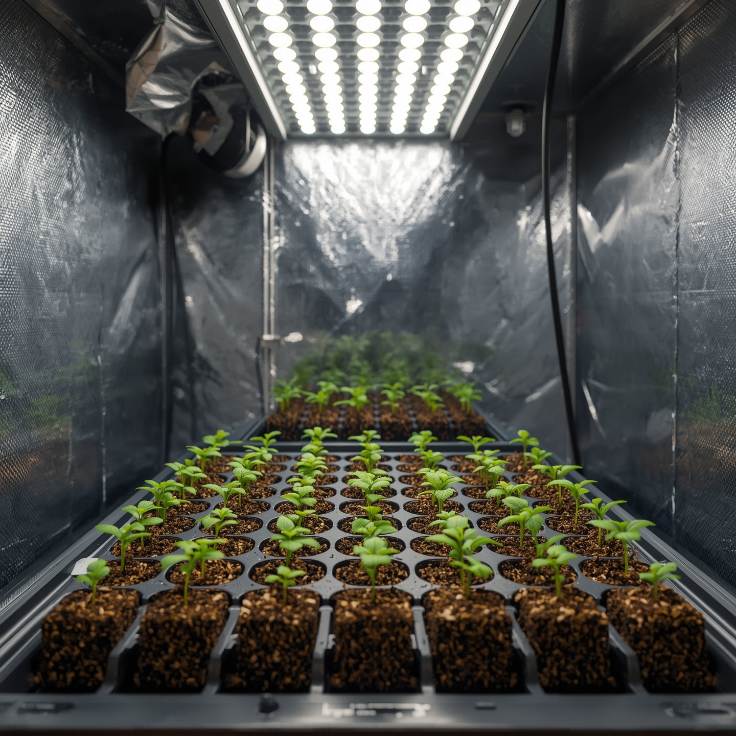 Rooting Cubes (96 Pack)