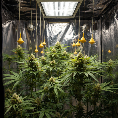 Yo-Yo Plant Support (10 Pack)