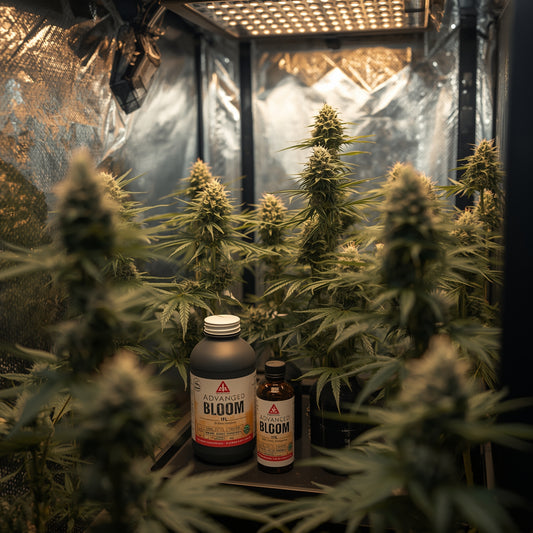Advanced Nutrients Bloom (1L)
