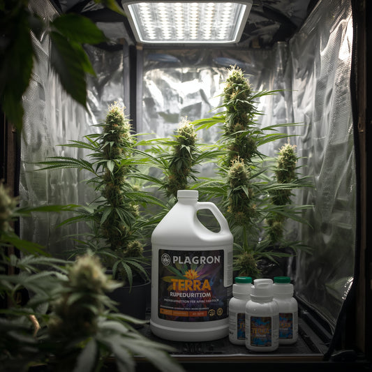 Plagron Terra Bloom (1L)