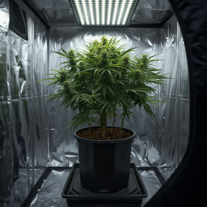 Plastic Pot 25L Black