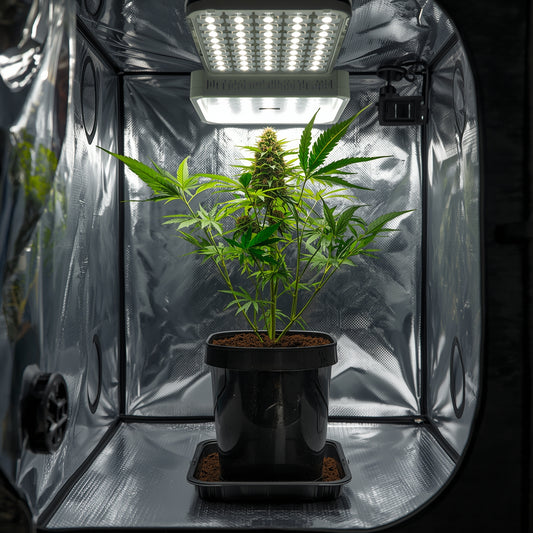 Plastic Pot 5L Black