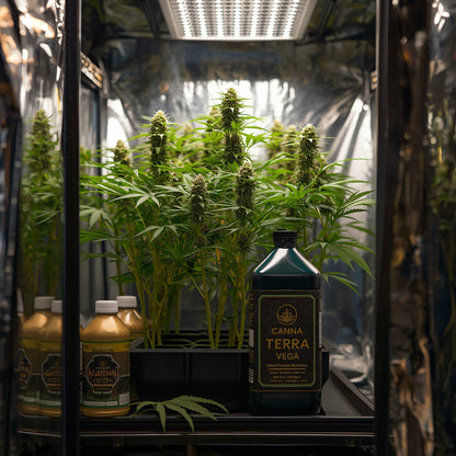 Canna Terra Vega (1L)