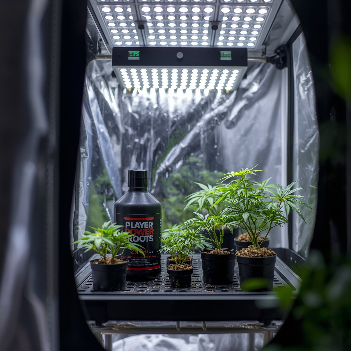 Plagron Power Roots (250ml)