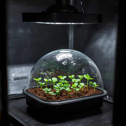 Propagation Tray with Dome (Small)