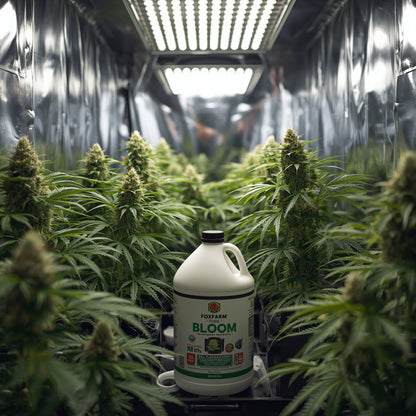 FoxFarm Big Bloom (1L)